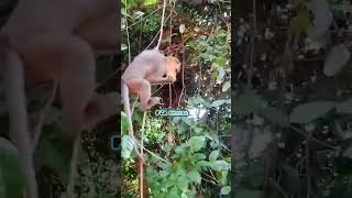 When I went to buy another one I lost what was in my mouth Macaca Macaque Monkey shorts video [upl. by Aileahcim]