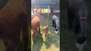 Alpaca Day Expo 2024 [upl. by Vastah]