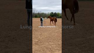 Horse training lunging a yearling for exercise and early training for cues horsetraining horse [upl. by Feldman]