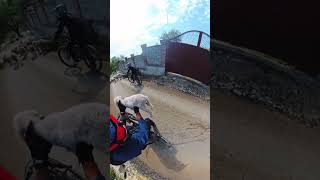 injured lamb rescue on the mountain shortsvideo [upl. by Llehcear211]