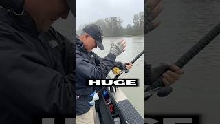 What Happens When You Catch a GIANT Sturgeon shorts fishing [upl. by Huntington]