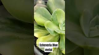 Echeveria blue Metal Variegada [upl. by Christin]