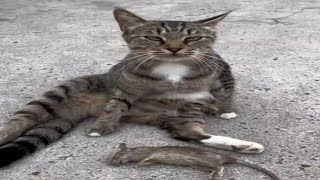 The Most Adorable Cat Bloopers Ever  funny cat and dog video 🐕😹 [upl. by Kyre]