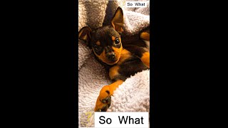 Everything You Need To Know Miniature Pinscher [upl. by Gnohp584]