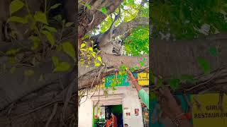 Hanuman chalisa black monkey monkey feeding [upl. by Aicilak334]