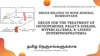 Drugs acting on Bone Mineral HomeostasisDrugs for OsteoporosisEndoPart10  Tamil [upl. by Armanda]