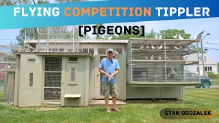 Flying Competition Tippler Pigeons  Loft Tour Stan Ogozalek [upl. by Wrench929]