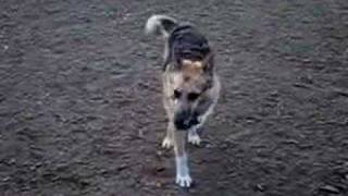 Jerry the ThreeLegged Dog Has Fun at Asheville Dog Park [upl. by Annawat449]