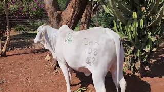 AU ALBIDUS BRAHMAN PRODUCTION AUCTION 26 OCT 2024 11H WARMBAD VEEMARK BELA BELA [upl. by Meeharb]