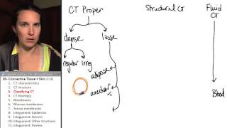 Connective tissue amp integument 3 Classifying CT [upl. by Airdnna]