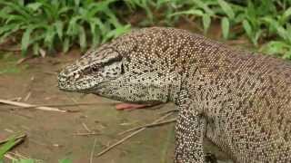 Bengal Monitor Captured by Azim Khan Ronnie [upl. by Ayekahs337]