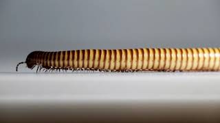 Millipede on the Move Desert Millipede  Orthoporus ornatus [upl. by Kablesh696]