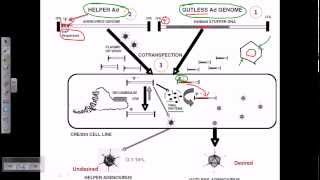 Gene therapy using adeno virus [upl. by Eecyal]