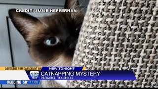 Cat stolen in car theft in Paradise [upl. by Feer931]