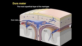 Meninges and Dural venous sinuses [upl. by Ralli235]