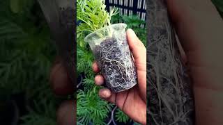 Marigold plant cutting to grow playstation shorts [upl. by Yelsnia]