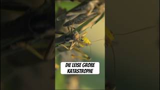 Die MegaKatastrophe Insektensterben wissenswert info biologie fakten natur insects tiere [upl. by Enerehs]