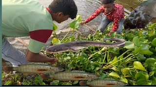 Jaal se machhli pakdne ka Naya tariqa Kavi with magur fish aise pakade [upl. by Lark]