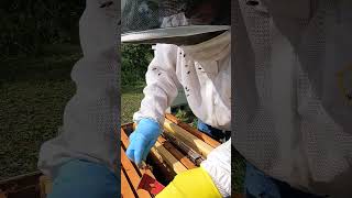 Honeybees in Deep Brood Box shorts [upl. by Pegg]