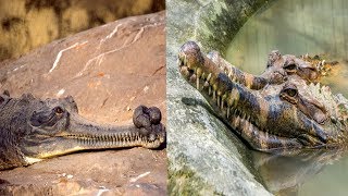 Gharial amp False Gharial  The Differences [upl. by Twila442]