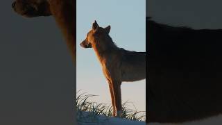 The vital role of dingoes in the Australian ecosystem dingo wildlife australia documentary [upl. by Placida682]