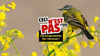 Ceci nest pas une bergeronnette des ruisseaux 111 [upl. by Iahc]