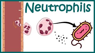 Neutrophil and its role in immunity Neutrophil in antibacterial immunity Functions of neutrophils [upl. by Switzer]