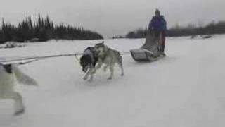 Alaskaorg  Iditarod Champion Susan Butcher Remembered [upl. by Mauve]