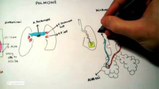 511 Polmone anatomia e fisiologia [upl. by Lachus]