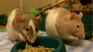 The Ratties Eating Spaghetti [upl. by Goddard]