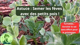 Semer les fèves dautomne avec des petits pois 🍀astuce jardinage [upl. by Adair]