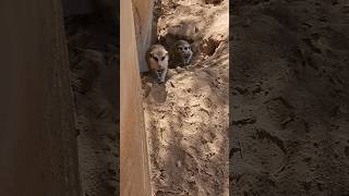 Absolutely Adorable Baby Meerkats So Cute [upl. by Anigar637]