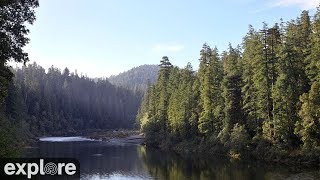 Redwood River Cam powered by EXPLOREorg [upl. by Kremer553]