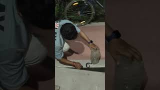 Highly venomous common karit snake rescue 🛟snakerescue snake sukanta commonkarit highlight [upl. by Stelle]