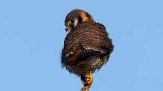 Female American Kestrel [upl. by Nickolai]