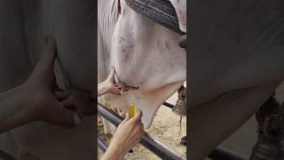 Intravenous injection in cattle veterinary AHD [upl. by Manoop748]