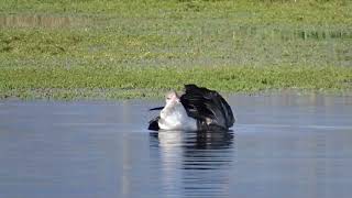 gans aan het wassen [upl. by Sane569]