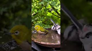 Have you ever seen birds bathing like this waterbird nature waterbirds waterfowl [upl. by Leakcim]