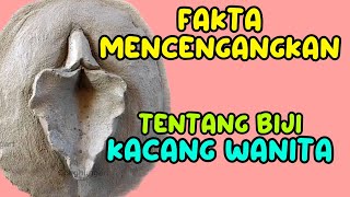 Fakta Mencengangkan Dari Biji Kacang  Edukasi Pasutri [upl. by Gert894]