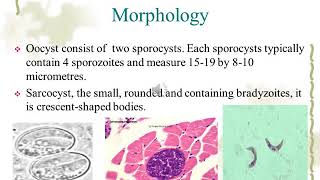 Sarcocystis species [upl. by Llerej340]