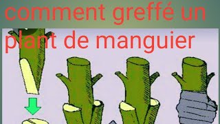 comment greffé un plant de manguier [upl. by Salzhauer968]