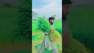 gal sun wagdye waya asi punjab da jyaa [upl. by Aynekat]