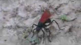 Tarantula Hawk II Spider Burial [upl. by Ainez710]