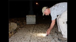 Attracting Mayflies [upl. by Hinda]