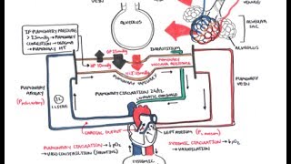 Pulmonary Vascular Physiology Pressure and Hypertension [upl. by Lorre]