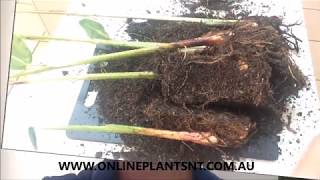 How to propagate and divide your Heliconia plants [upl. by Demetrius]