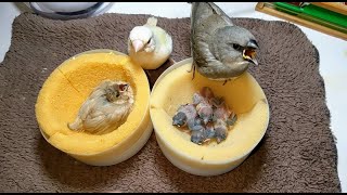 Hand feeding Diamond Firetail finch and Yellow Gouldian finch and Star finch baby 20221225 [upl. by Direj811]