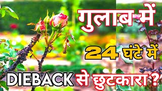 🌹Pruning के बाद 24 घंटे में DIEBACK से पाए छुटकारा [upl. by Rachel]