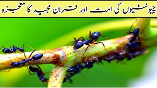 Chunti ki Ummat Aur Quran Majeed Ka Mojzah  Quran ka mojzah  Quran secrets miracle quran urdu [upl. by Gareth105]