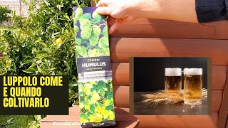 luppolo Come Piantare e Coltivare Il LUPPOLO Prima Parte humulus [upl. by Chaffee]